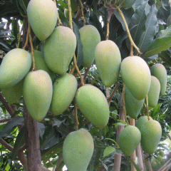 Mango seeds1kg