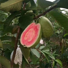 Red guava seeds 1kg