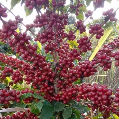 Coffee tree seeds 1kg