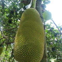 Jackfruit seeds 1kg