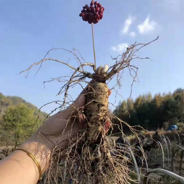 ginseng seeds for sale