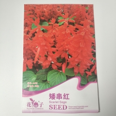 scarlet sage seeds 30 seeds/bags