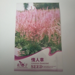 limonium suworowii seeds 60 seeds/bags