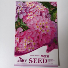 candytuft seeds 50 seeds/bags
