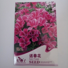 satin flower seeds 50 seeds/bags