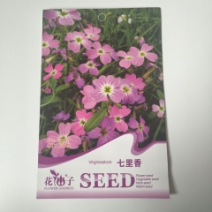 daphne odera seeds 50 seeds/bags