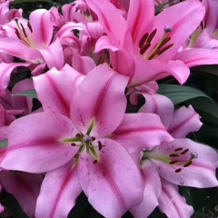 Pink Lily bulb for planting
