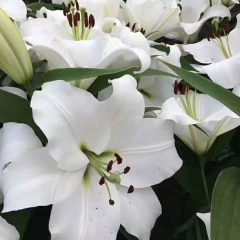 White Lily bulb for planting
