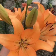 Yellow Lily bulb for planting