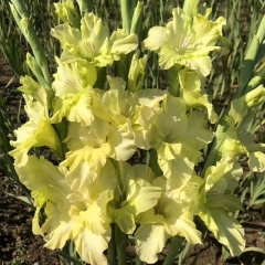 Gladiolus bulb for planting