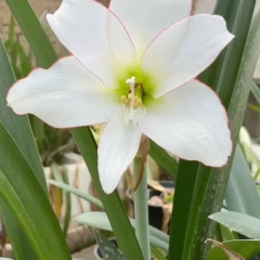 Amaryllis bulb for planting