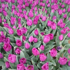 Red Tulip bulb for planting