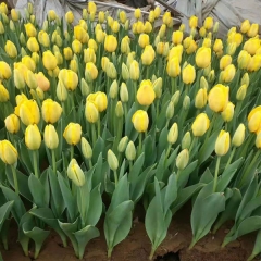 Yellow Tulip bulb for planting