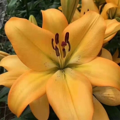 Light yellow Lily bulb for planting