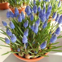 Grape Hyacinth bulb for planting