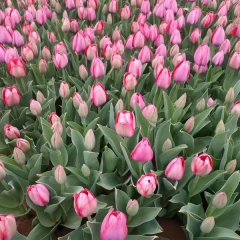 Pink Tulip bulb for planting