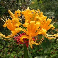 Equinox Flower bulb for planting