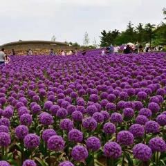 Allium giganteum bulb for planting