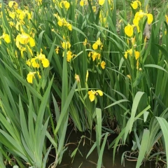 Yellow Iris tectorum seeds 1kg