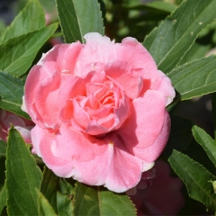 Camellia impatiens seeds 1kg