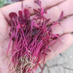 Red amaranth sprouting seeds 1kg