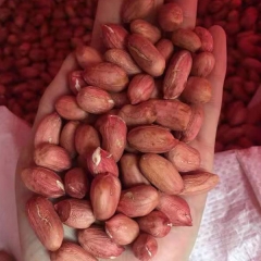 Peanut sprouting seeds 1kg