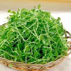 Vanilla sprouting seeds 1kg