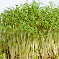 Alfalfa sprouting seeds 1kg