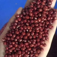 Red bean sprouting seeds 1kg