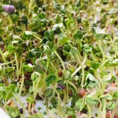 Perilla sprouting seeds 1kg