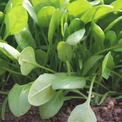 spinach sprouting seeds 1kg