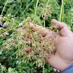Heracleum hemsleyanum Diels seeds/Radix Angelicae Pubescentis seeds 1kg