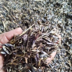 Isatis root seeds/Radix Isatidis seeds 1kg