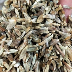 Atractylodes macrocephala seeds 1kg