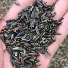 Aplotaxis auriculata seeds 1kg