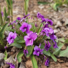 Viola philippica seeds 1kg