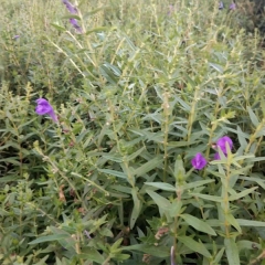 Scutellaria baicalensis seeds 1kg