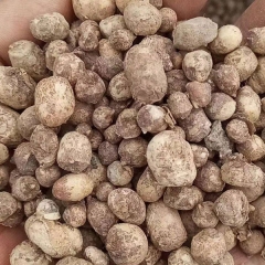 Pinellia ternata seeds 1kg