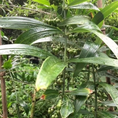 Polygonatum sibiricum seeds 1kg