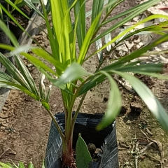 Dypsis leptocheilos seeds