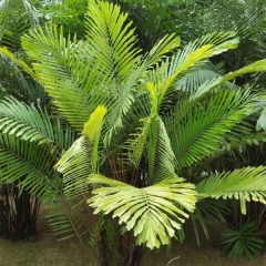 Caryota seeds/fishtail palm seeds 1kg