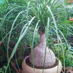 Beaucarnea recurvata seeds