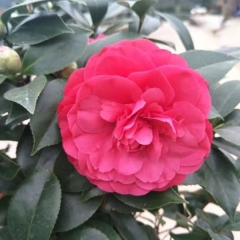 Touchhealthy Supply Camellia Flower Seedling/Camellia Japonica Seedlings