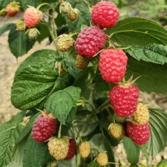 Touchhealthy Supply Red Raspberry Seedlings