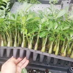 Touchhealthy Supply Adenium Obesum Seedling/Desert Rose Seedling
