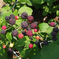 Touchhealthy Supply Black Raspberry Seedlings