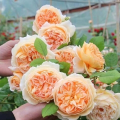 Touchhealthy Supply Rosa Multiflora Seedling/Climbing Rose Seedling