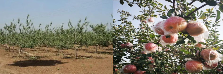 Toptel 5G industrial gateway helps modern agricultural upgrading