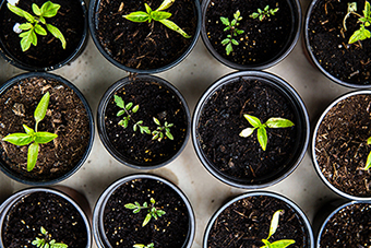 herbaceous plants for pulp molding