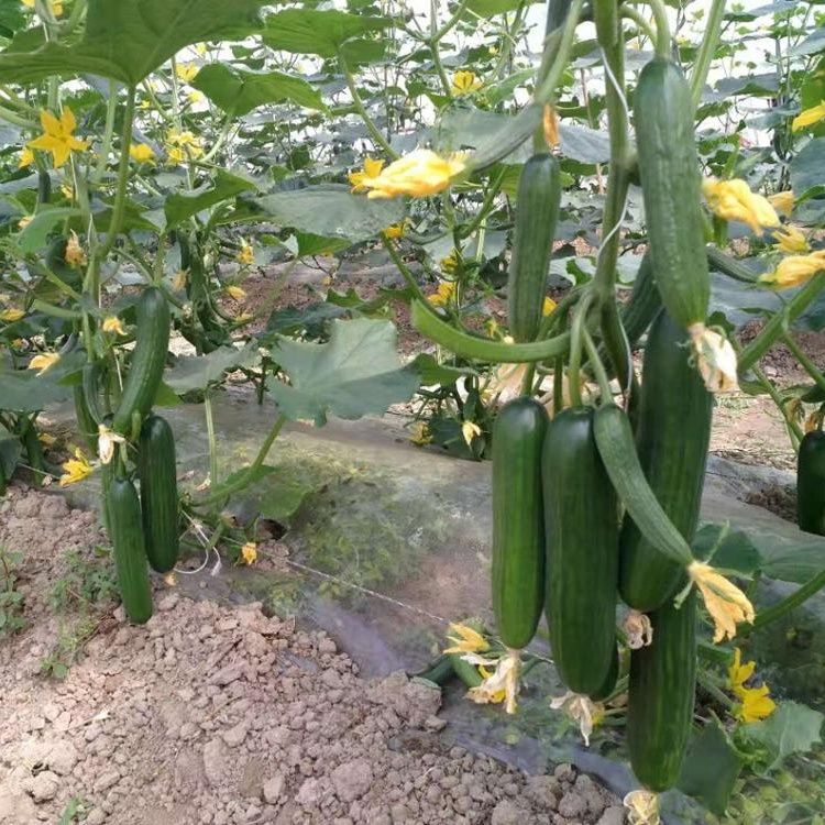 High Yield Hybrid F1 Mini Cucumber Seeds For Growing-Rich Yield No.2